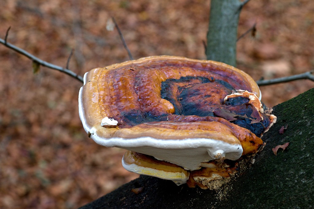 Oisterwijkse Bossen en Vennen Kampina natuurgebied natuur hdr oisterwijk Nationaal park Landschap Het Groene Woud hei heide bossen natuurmonumenten brabant